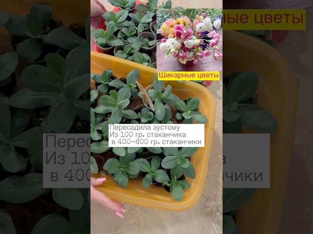 Пересадила эустому из 100 гр в 400-600 мл горшочек ️ #эустома