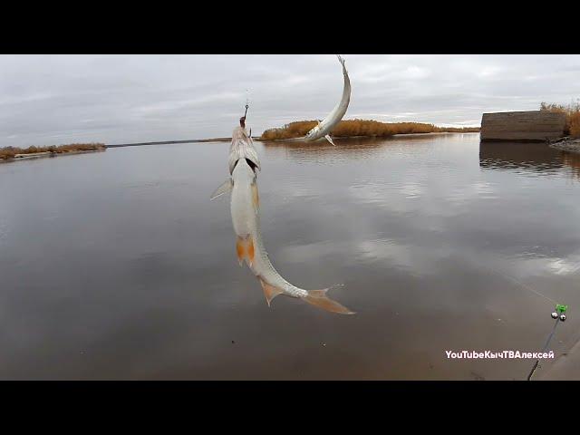 Якутия. Рыбалка. 26 сентября. Yakutia.  Fishing.  September 26.