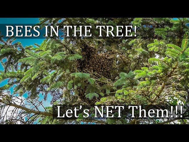 How to Catch a Swarm of Honey Bees with a Butterfly Net! Collect those bees in trees!