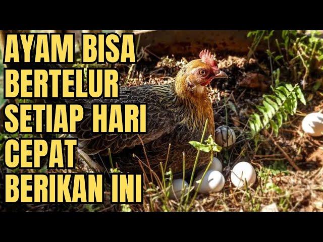 TIPS PINTAR RAHASIA AYAM KAMPUNG BERTELUR TIAP HARI - CARA MEMBUAT ENZYM AYAM PETELUR || TERNAK AYAM