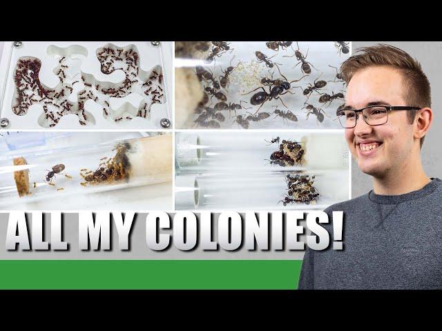 ALL MY ANT COLONIES | End 2021 - Ant Holleufer