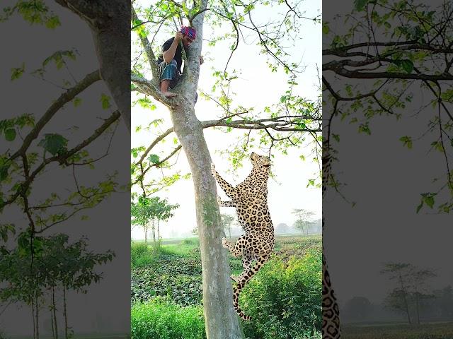 Leopard attacked in field #vfx #shorts #virals #animals #video #subscribe