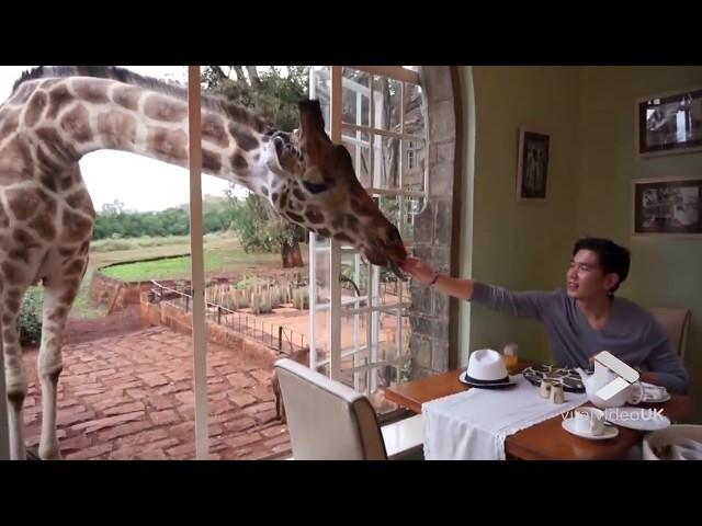 Viral Video UK: Breakfast at the Giraffe Manor