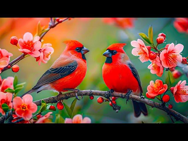 Birds Chirping 4K ~ Therapy Birdsong for Restore Nervous, Soothe Your Heart, Heals the Mind and Body