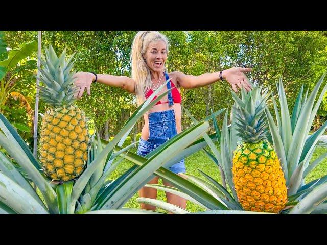 How To Grow GIANT Pineapples at Home Anywhere in the World- Fast & Easy in Containers!