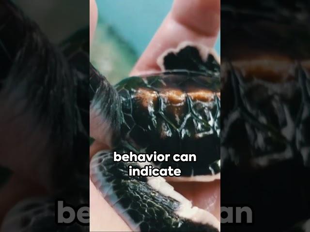 Pets care tips: best pets care tips #meowmaster #pets #tips #care #trending #viral #shorts