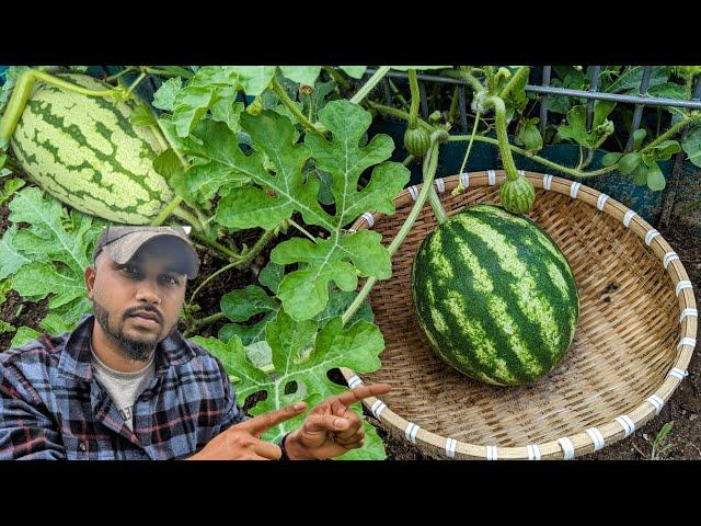 #1 Mistake when growing Watermelon !  #watermelon #garden #gardening