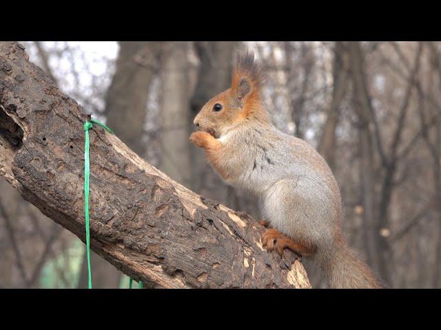 Дикая белка. Зарисовка / Wild squirrel. The sketch