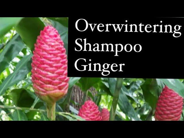 How to Overwinter Shampoo Ginger