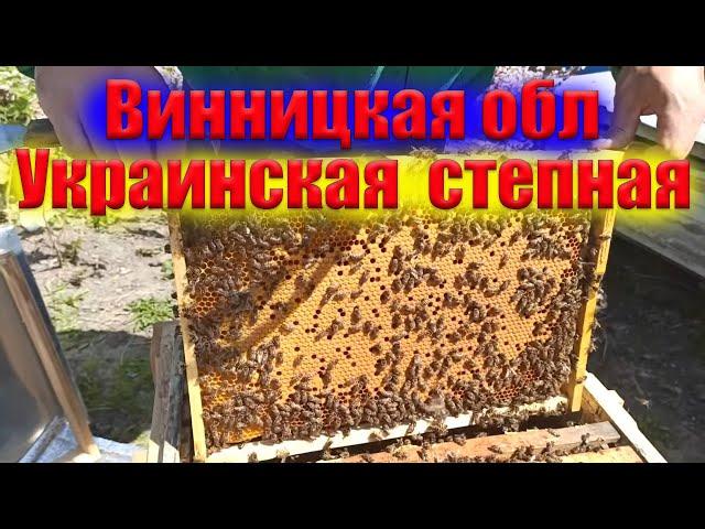 Украинская степная. Весеннее развитие пчел