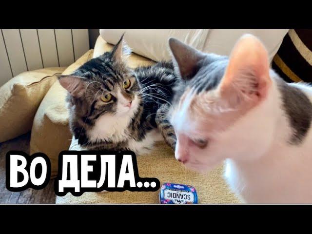 Тая накричала на меня || Кошачий причесон || Подстава от Ани