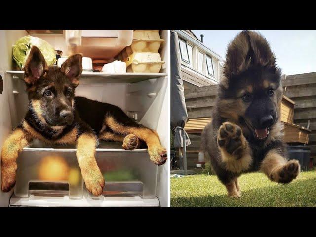 Funny and Cute German Shepherd Videos That Will Change Your Mood For Good - GSD Puppy