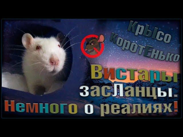 Крысы альбиносы, или вистары засЛанцы. Немного о реалиях... (Fancy Rats | Декоративные Крысы)