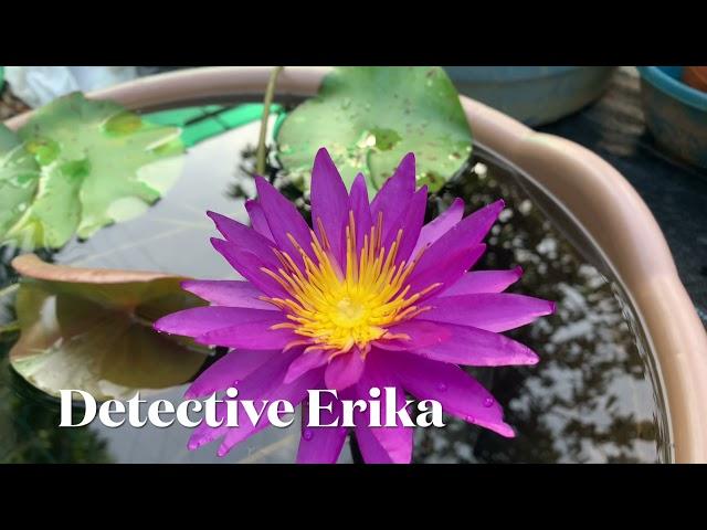 Detective Erika| ISG Waterlilly| beautiful ISG