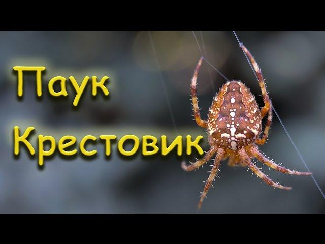 Паук крестовик обыкновенный (Araneus diadematus)