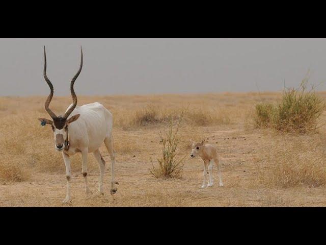 The Amazing Addax - A Desert-Dwelling Antelope