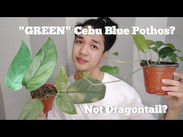 "GREEN" CEBU BLUE POTHOS? |Rex Novida