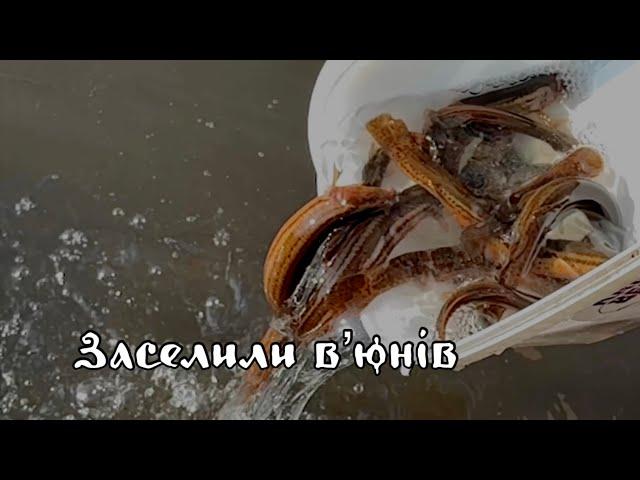 Заселили вʼюнів у струмок на Оствиці. Цікаві факти про найживучішу рибу