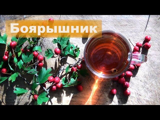  Боярышник | Свойства и применение | Чай из боярышника