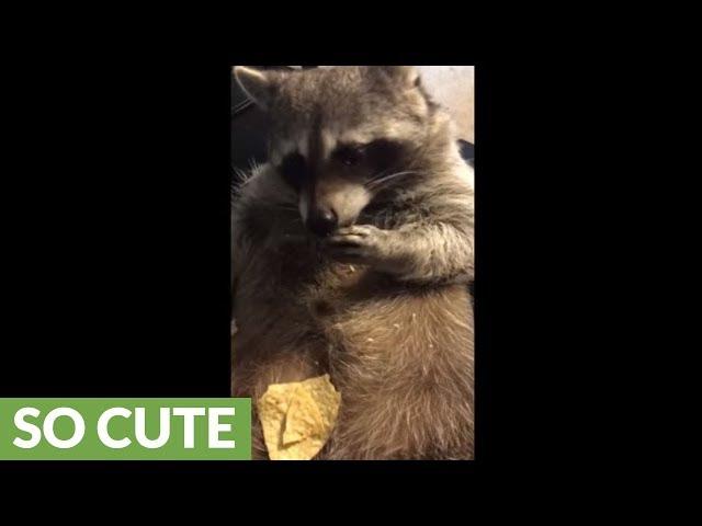 Lazy raccoon eats chips off his belly