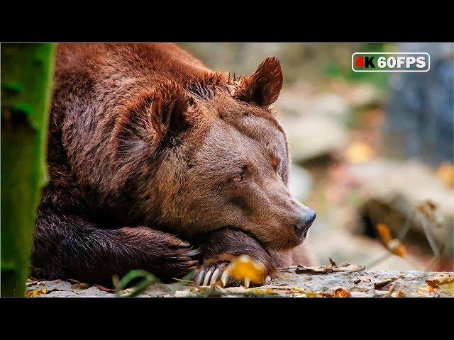 Wildlife in Russia National Geographic / Дикая природа России 4K 60 FPS