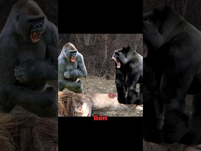 Gorilla VS Lion in The Wild!