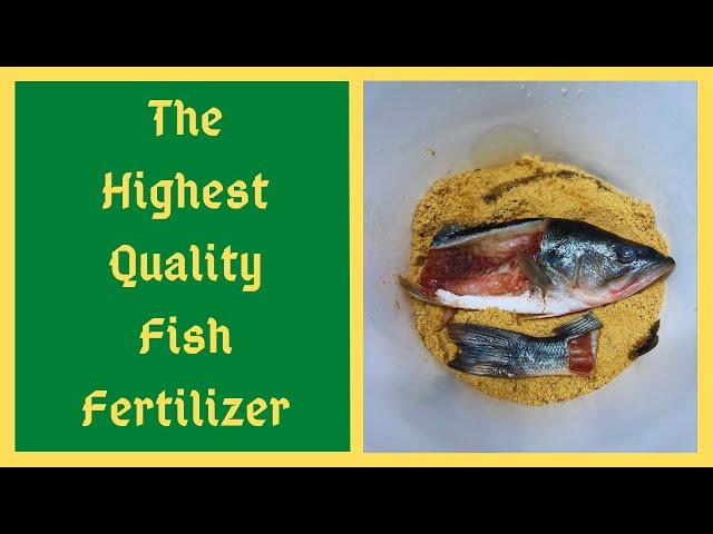 Fish Amino Acids Fertilizer - How To Make Fish Fertilizer in Korean Natural Farming Method - KNF FAA