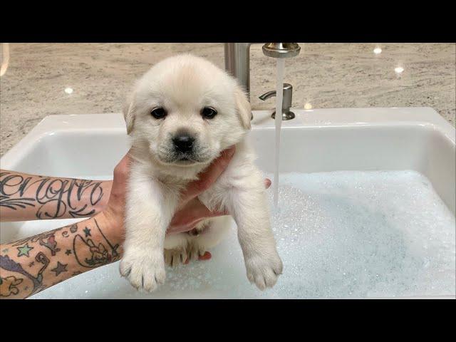 Fluffy Snowballs First Bath | LIVESTREAM!!