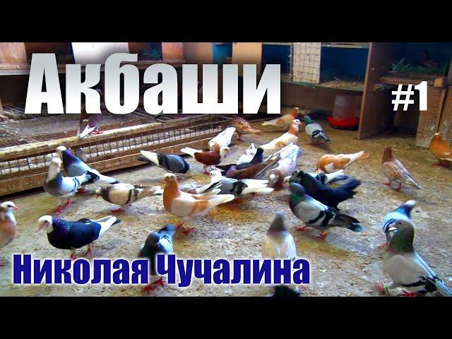 Акбаши - голуби Николая Чучалина. Часть 1.