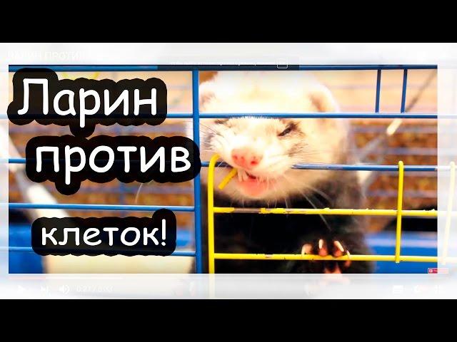 ЛАРИН ПРОТИВ клеток )