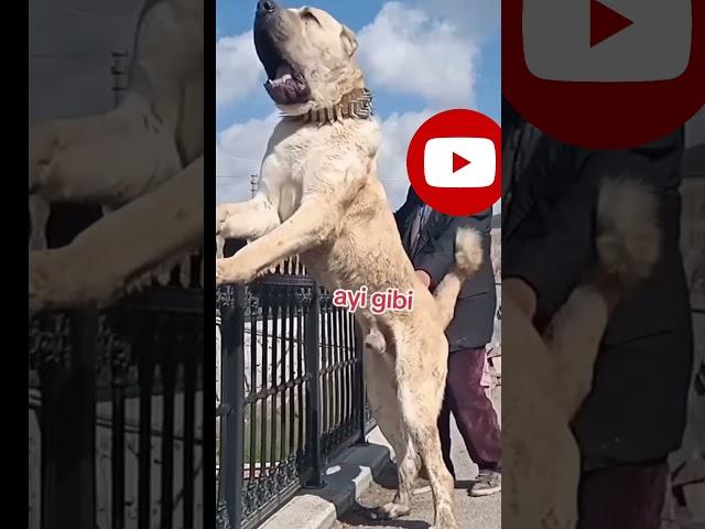 Central Asian Shepherd | The Gentle Giant, biggest dog breeds in the world |#dog #kangal