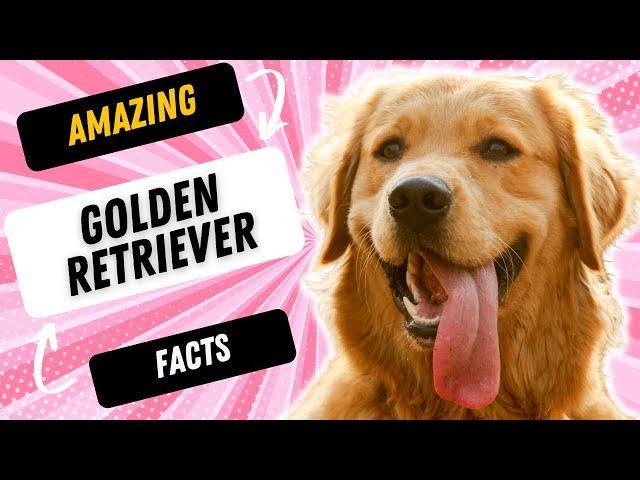 3 FASCINATING FACTS ABOUT THE GOLDEN RETRIEVER