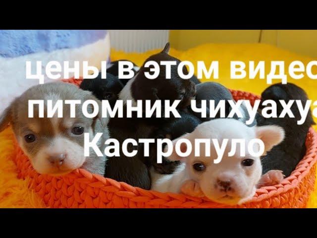 подробно о щенках ЦЕНЫ ИМЕНА питомник чихуахуа Кастропуло Крым купить, продажа +79787458062 доставка