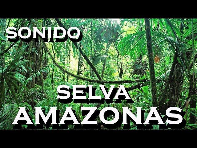 SONIDO-de selva AMAZONAS