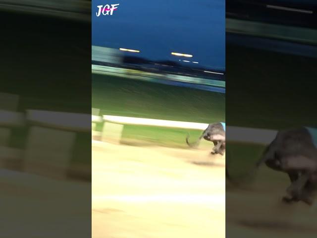 Greyhound racing 480m 