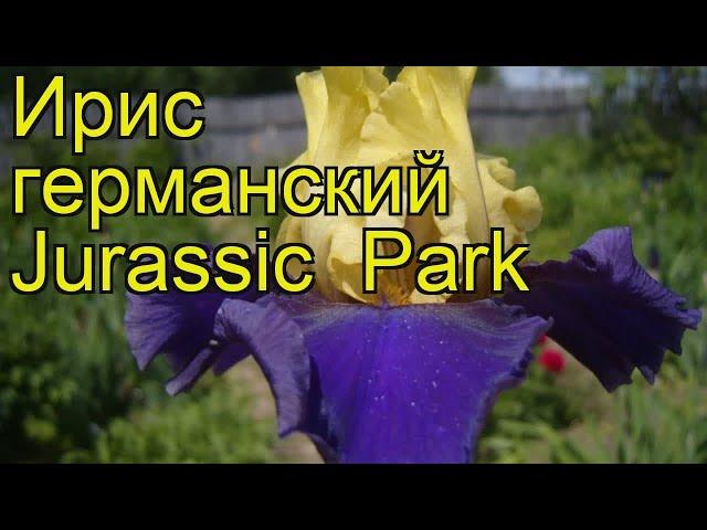 Ирис германский Джуррасик Парк. Краткий обзор, описание характеристик iris germanica Jurassic Park