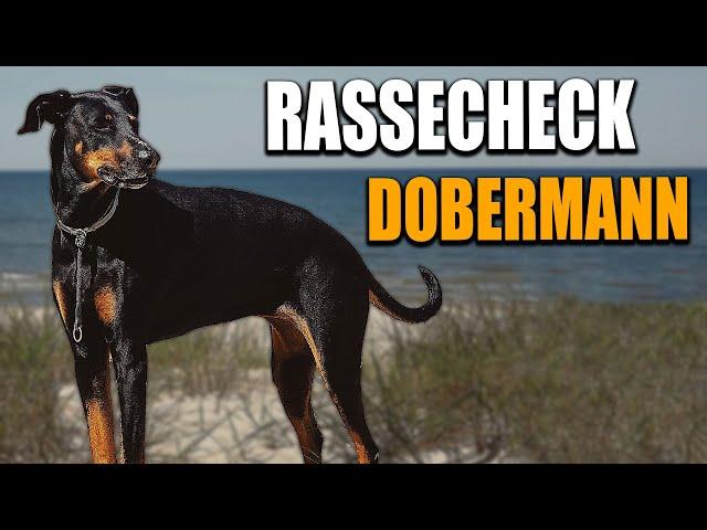 Dobermann Rassecheck  - Rasseportrait, Rassebeschreibung, Informationen zur Rasse Dobermann