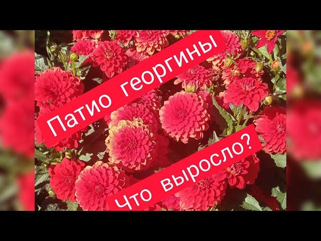 #ПАТИО  георгины# выращивание в горшках и грунте#