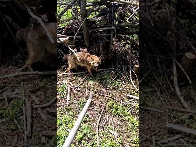 Охота на шакала так делать опасно