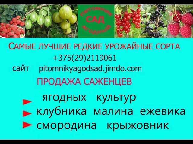 КЛУБНИЧНЫЕ НОВИНКИ  -Лучшие сорта клубники - 50 сортов  . Питомник "Ягодный сад" г.Витебск