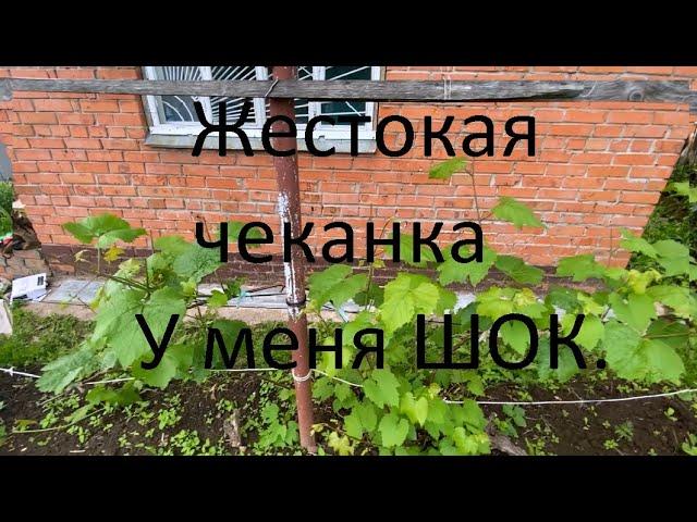 Жестокая чеканка точки роста. Виноград по комсомольски.