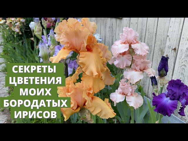 Мои бородатые ирисы и секреты их посадки