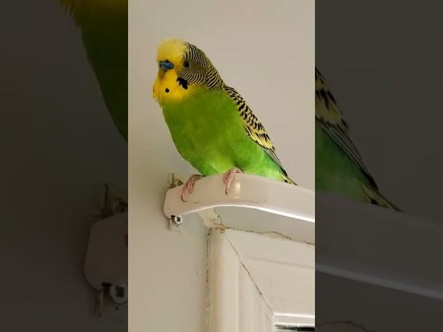 Budgie Berry was making angry sound after Kiwi refuse to play with him