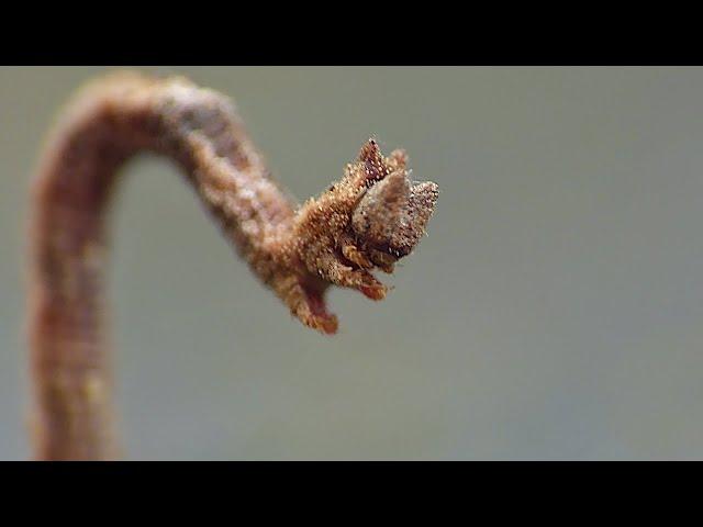 Inchworm / Geometer Moth - Macro Videography - Panasonic Lumix + Raynox DCR-250 - Macro Shots