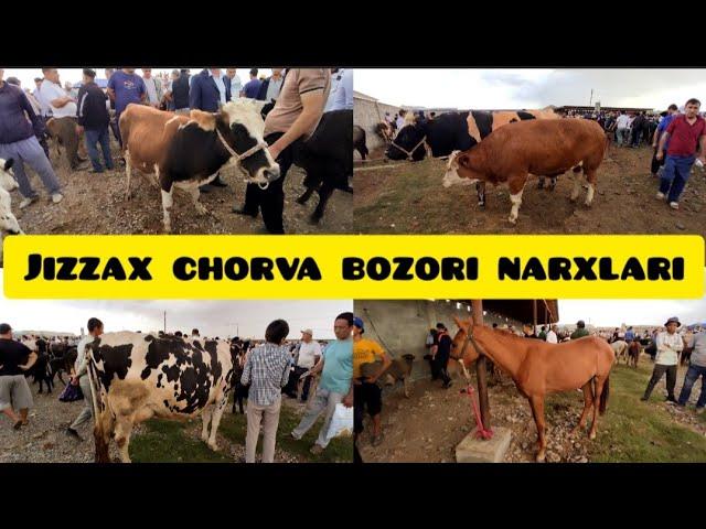 JIZZAX OSIYO MOL QO'Y BOZORI NARXLARI ЖИЗЗАХ ОСИО ЧОРВА МОЛ БОЗОРИ НАРХЛАРИ 18.08.24 #жиззах #ozod