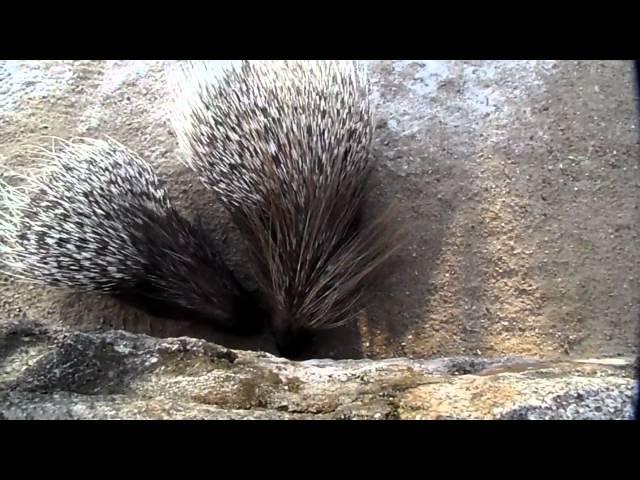 Stachelschweine im Tierpark Chemnitz [HD]