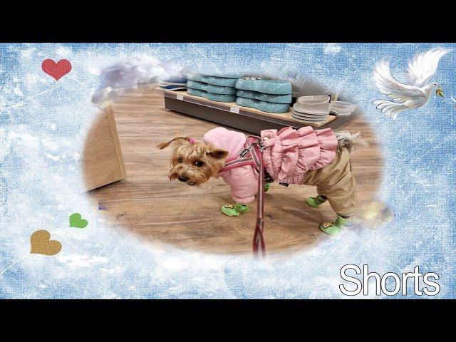 Фанни пришла зоомагазин pet city зоопакупками..#Shorts​​#york​​#Йорк​​#Dog​​#shoping #