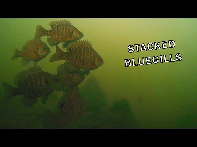 Nonstop Bluegill Action on the Ice – Catch & Release Fishing