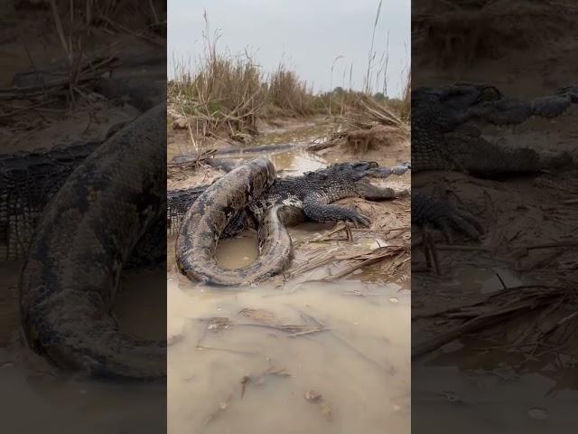 anaconda vs crocodile 
