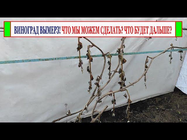  Виноград вымерз. Что делать? Что будет дальше?